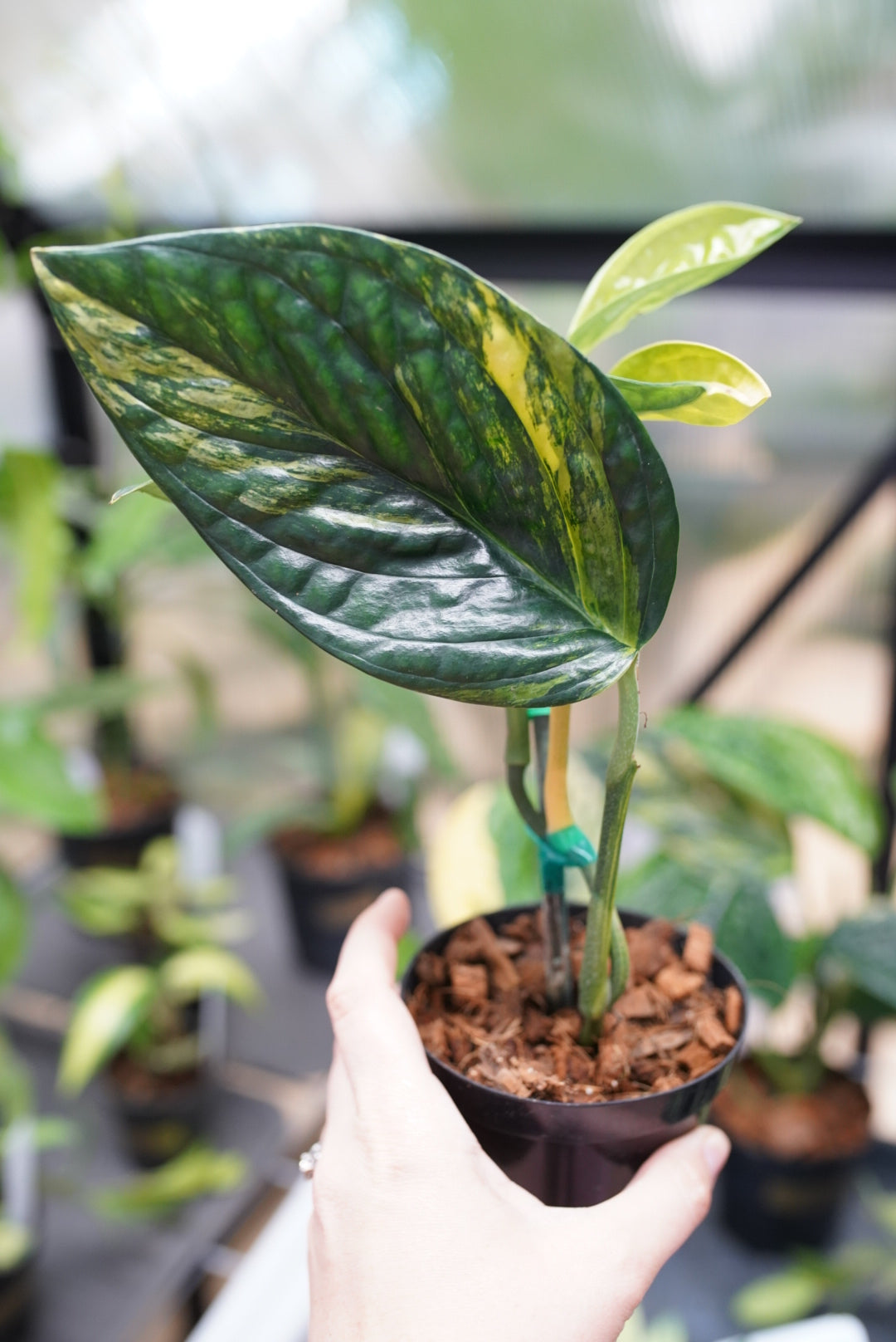 Monstera Peru Variegated