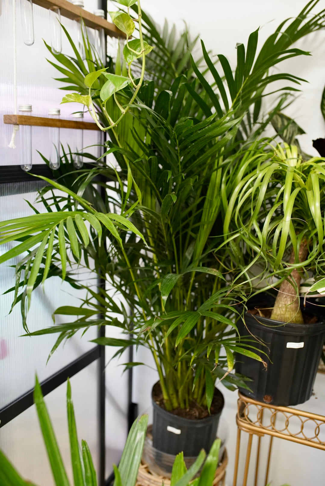 Chamaedorea cataractarum-Cat Palm