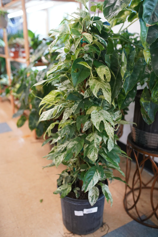 Epipremnum pinnatum 'Marble Flame'