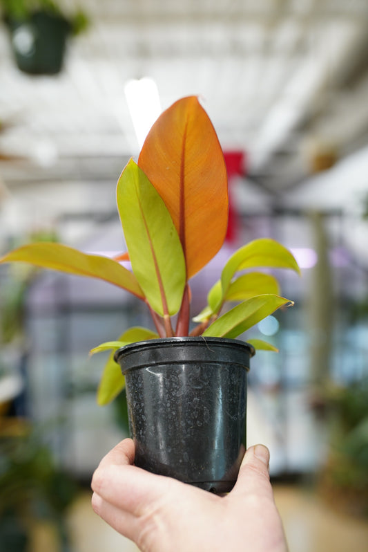 Philodendron Prince of Orange