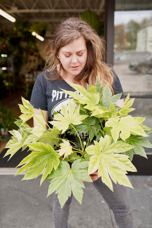 Fatsia Japonica ‘Spiders Web’