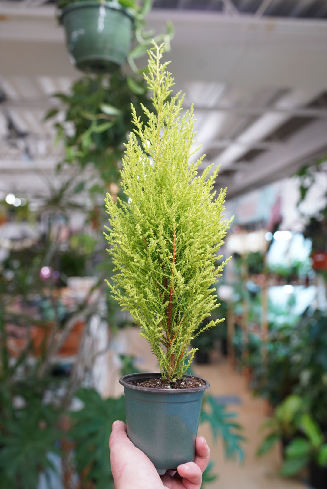 Lemon Cypress
