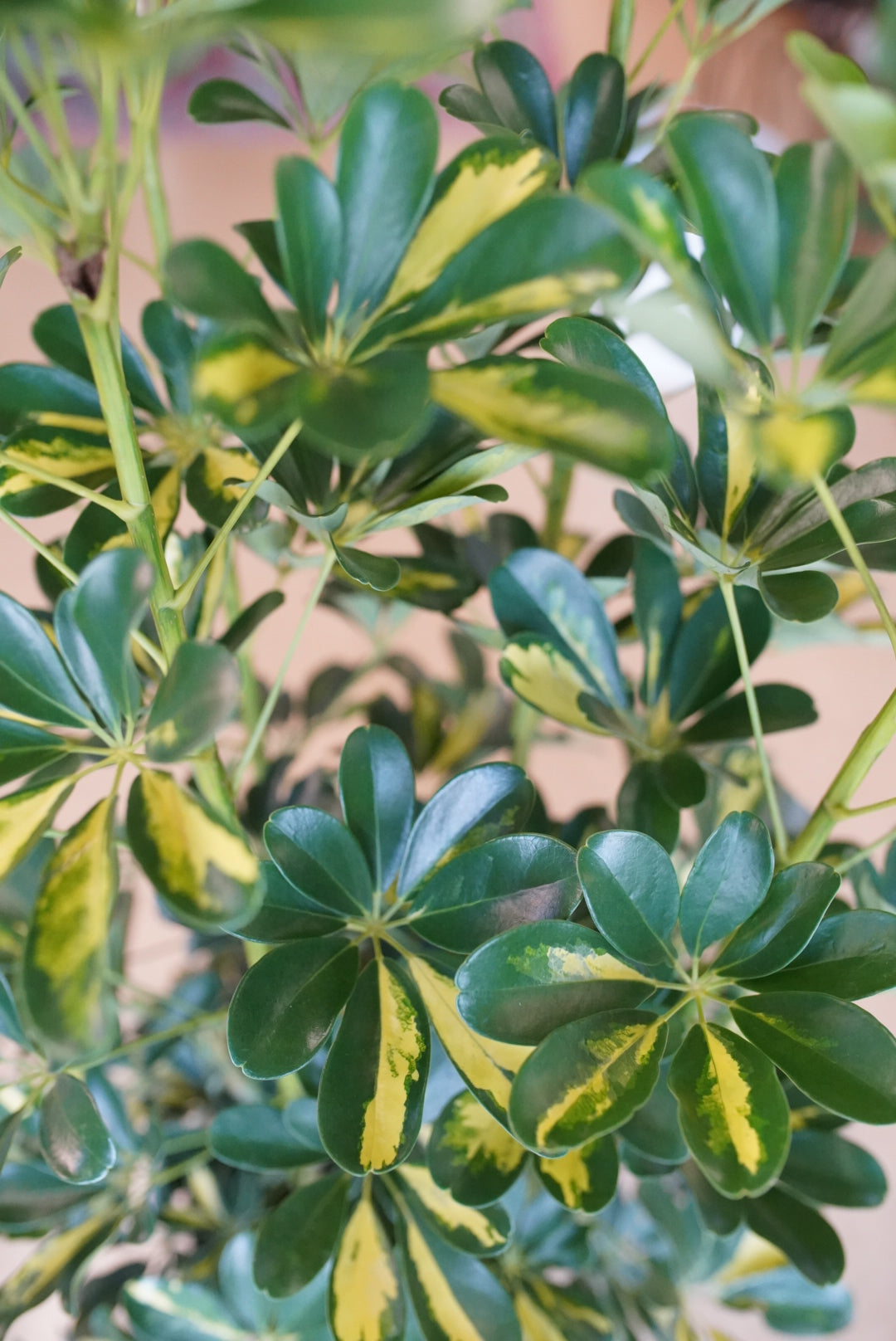 Schefflera arboricola 'Gold Capella Bush'
