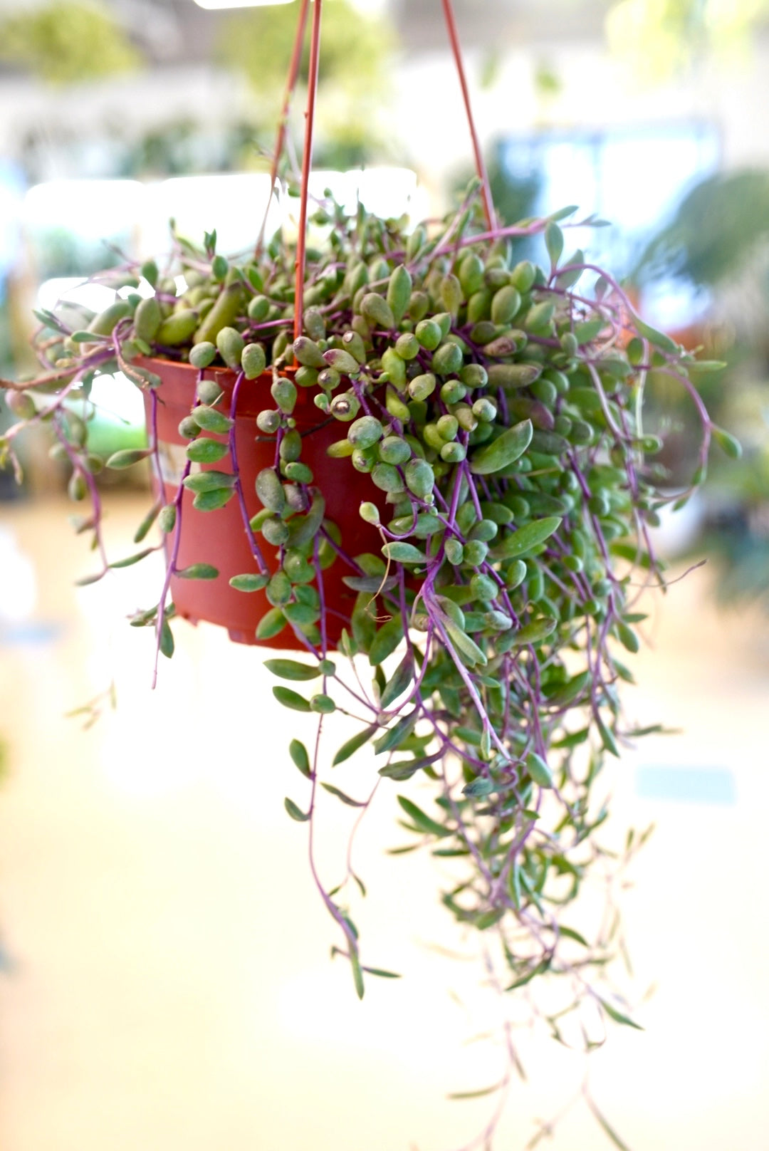 Othonna capensis 'Ruby Necklace' (or AKA String of Pickles)