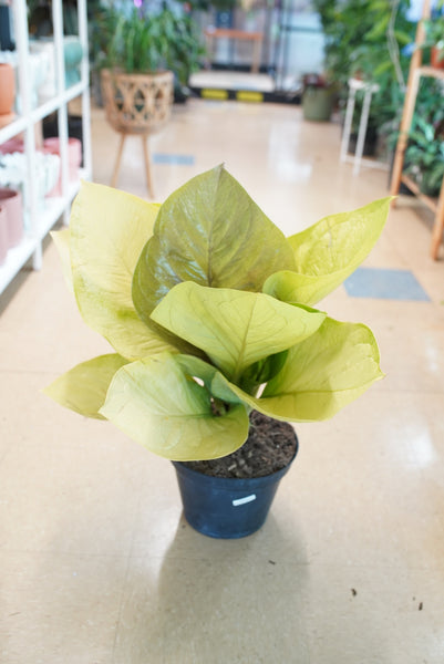 Anthurium King of Kings – Ruby Flora Plant Shop