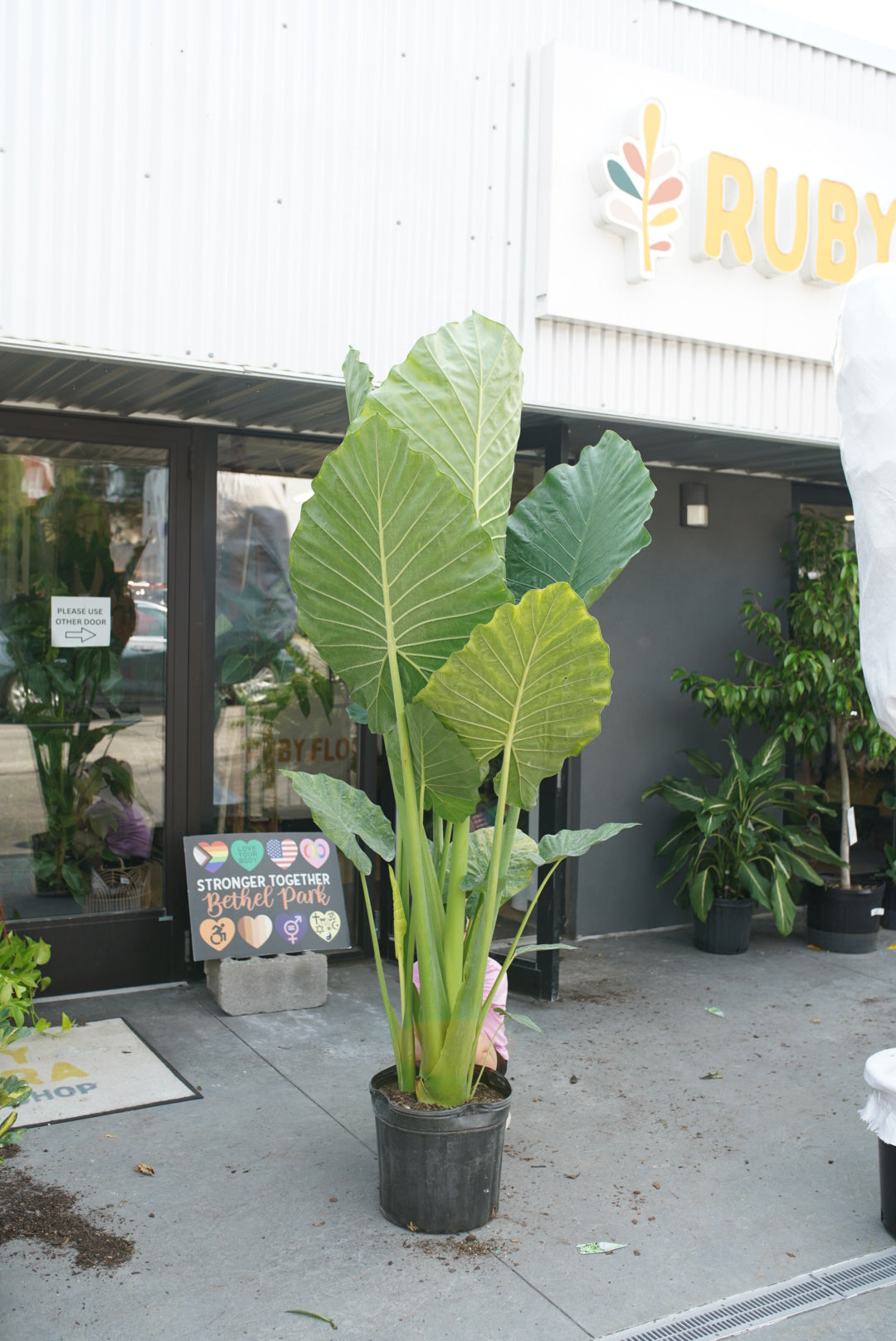 Alocasia Calidora