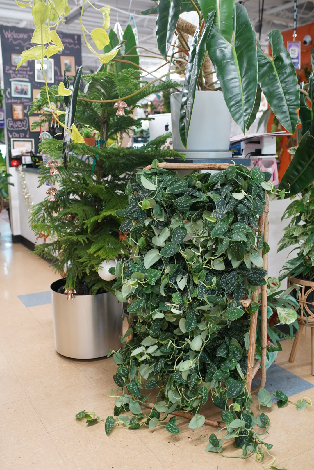 Scindapsus pictus ‘Silvery Ann'