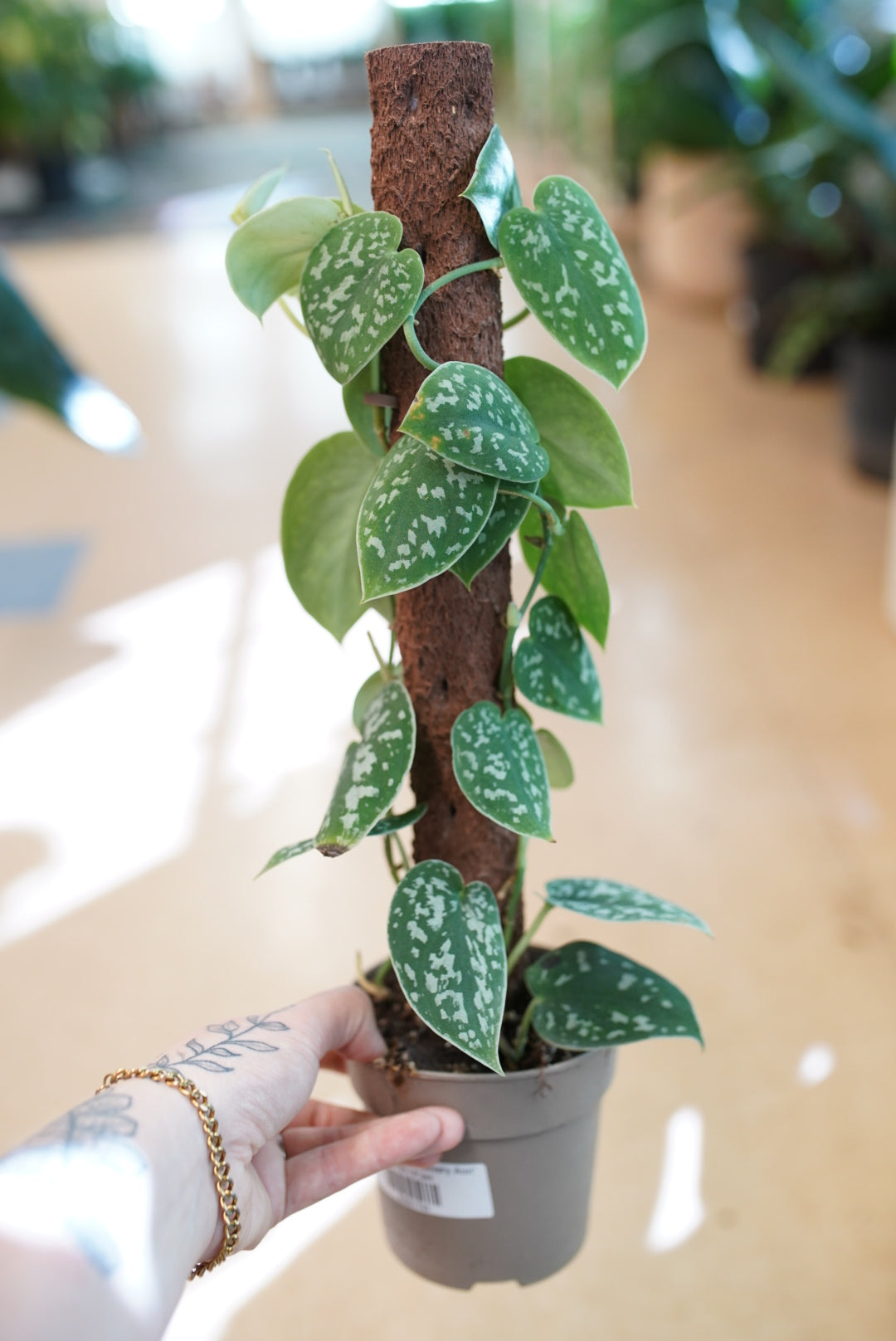 Scindapsus pictus ‘Silvery Ann'