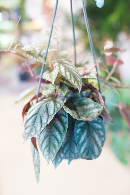 Cissus Discolor aka Rex Begonia Vine