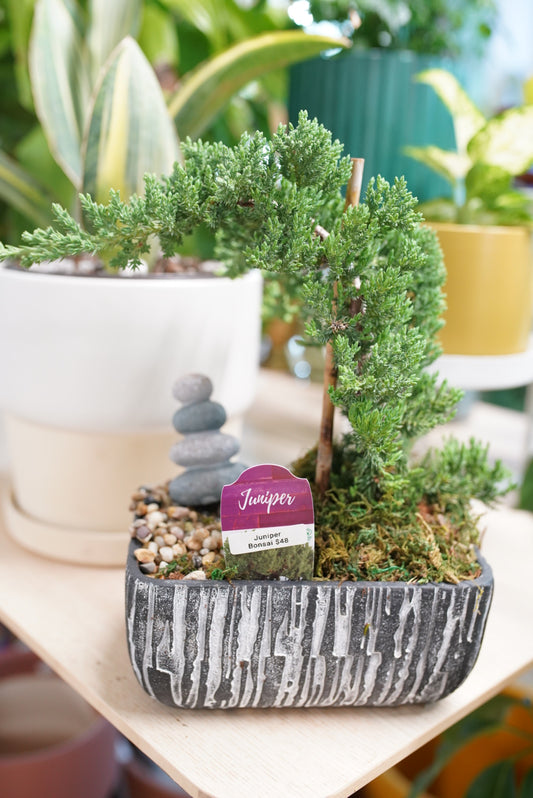 Japanese Juniper Bonsai
