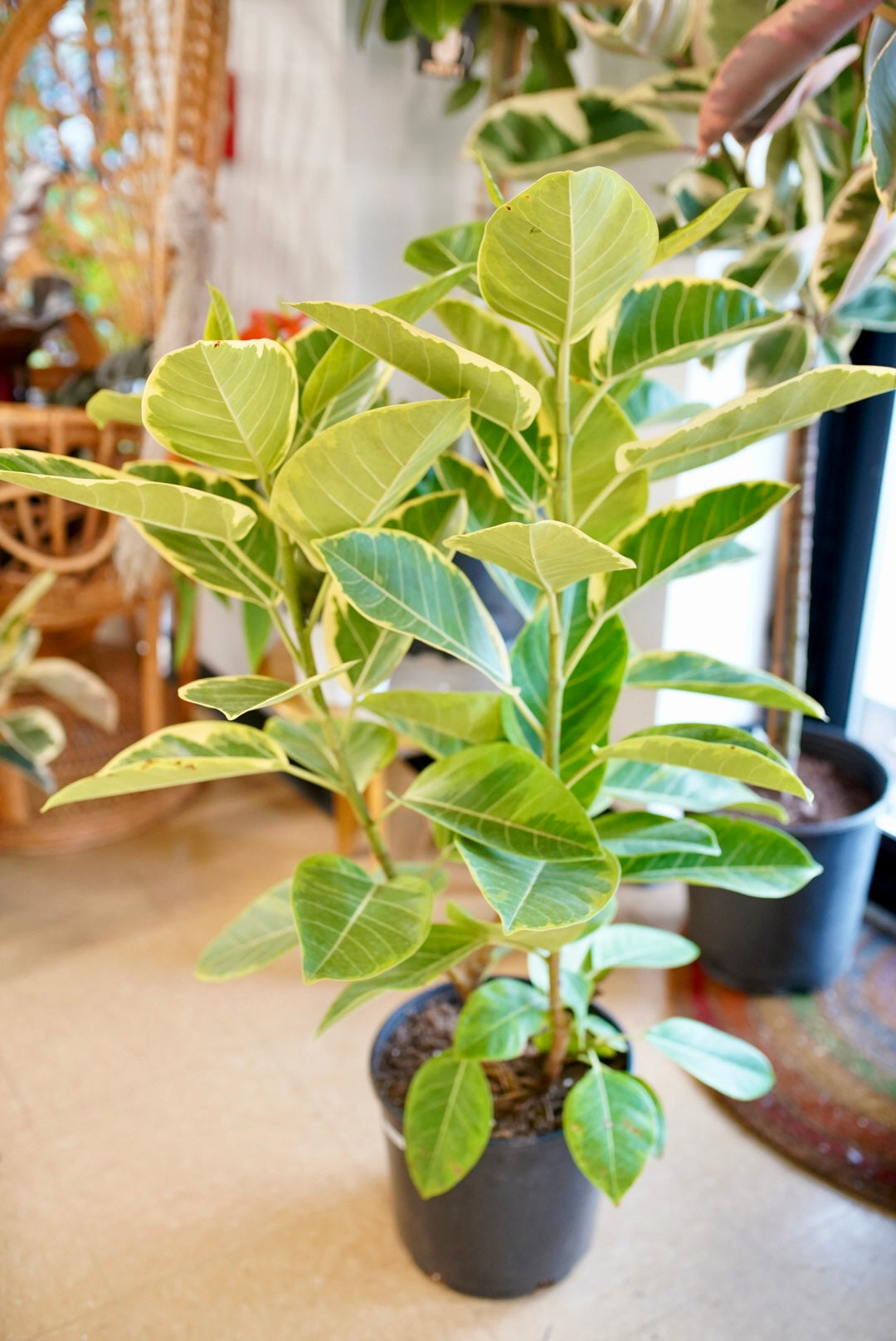 green and yellow indoor plant Ficus Altissma 'Yellow Gem' | Unique and Healthy Houseplants
