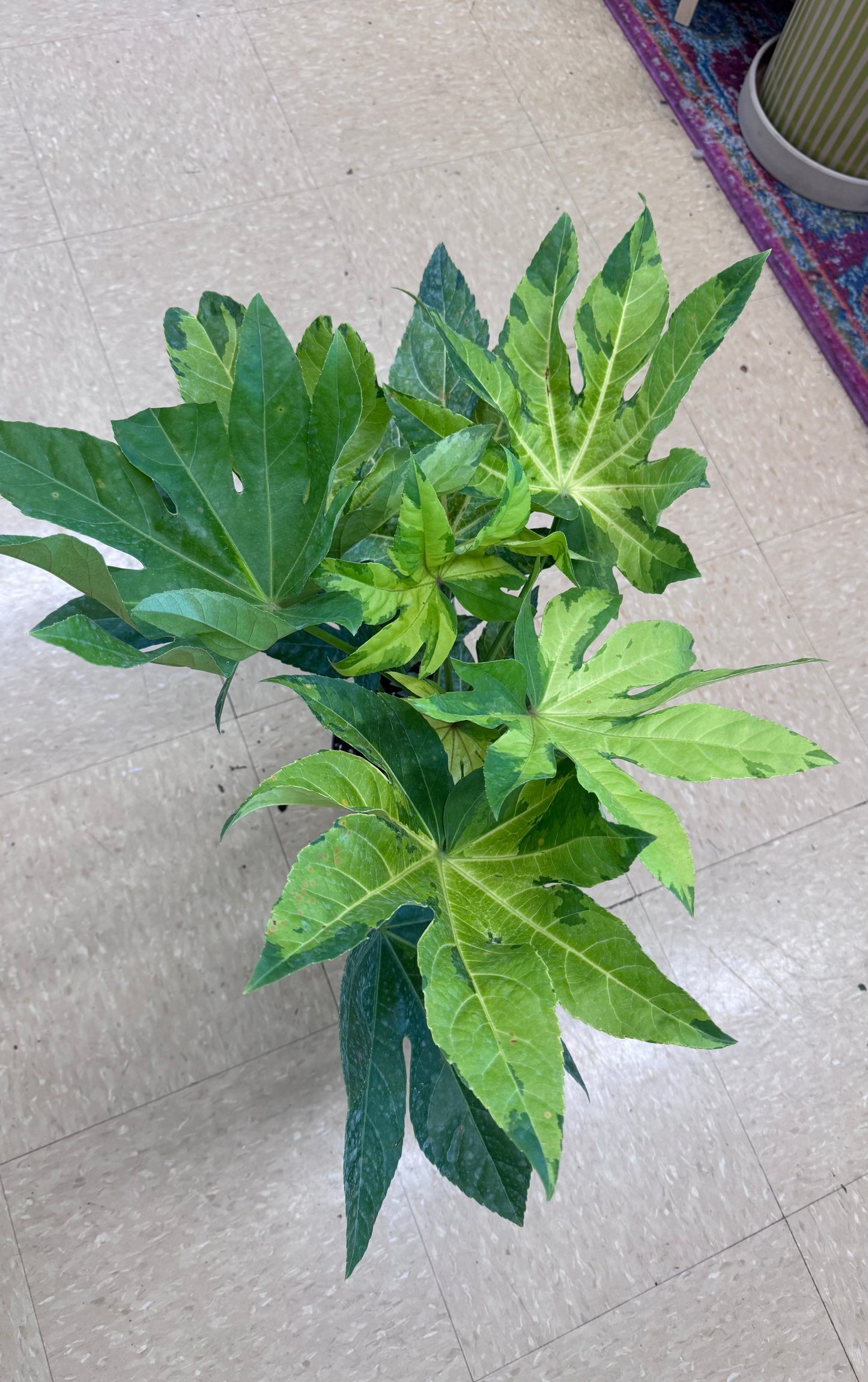 Fatsia Japonica Camouflage