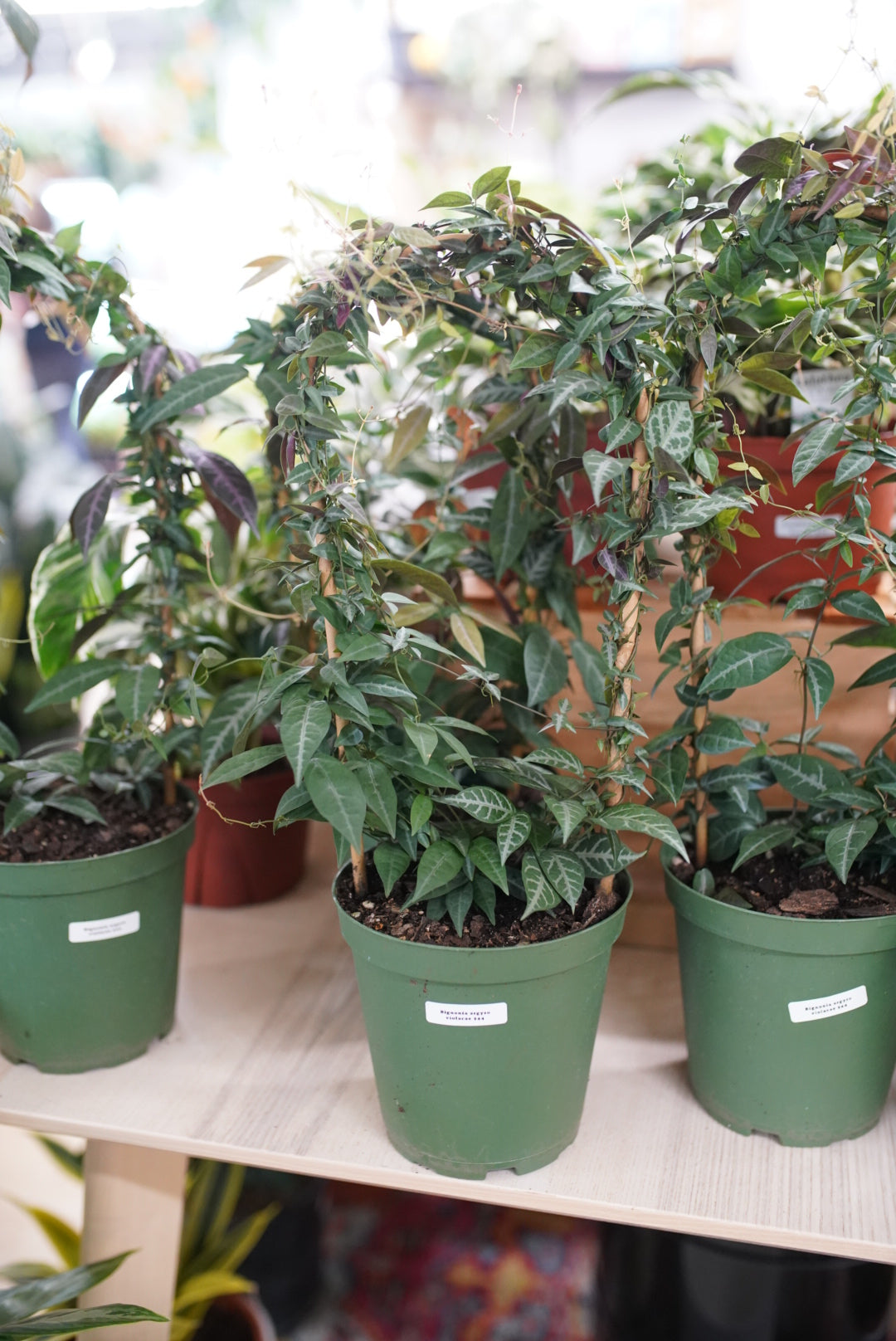 TRAILING & VINING PLANTS – Ruby Flora Plant Shop