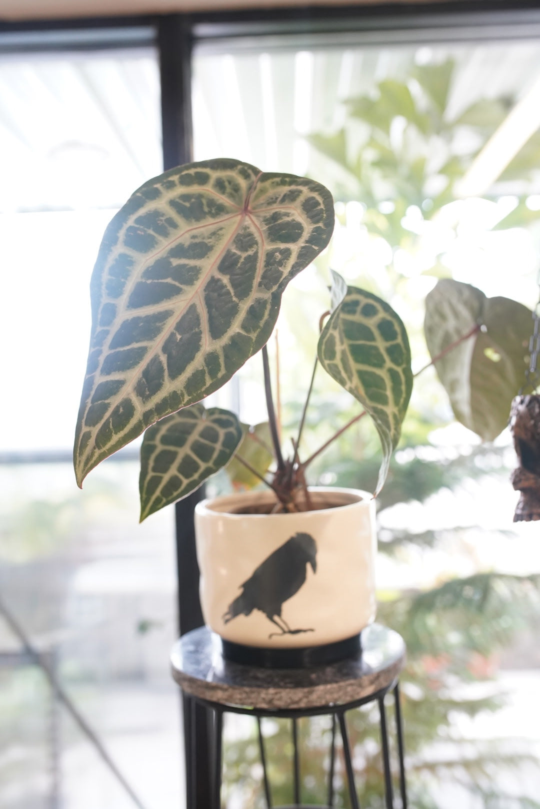 Corvus Planter