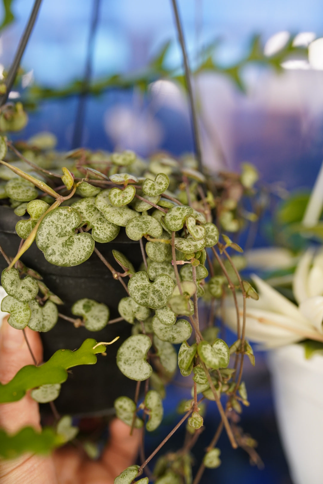 String of Hearts 'Silver Glory'