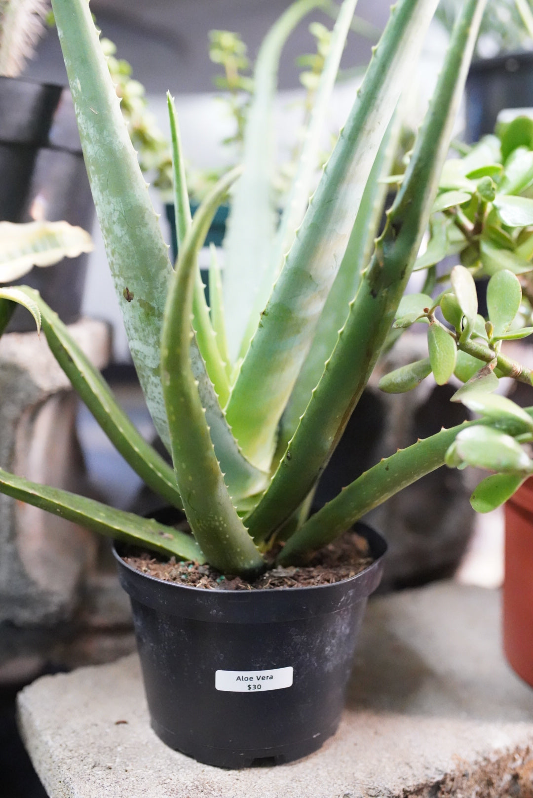 Aloe Vera