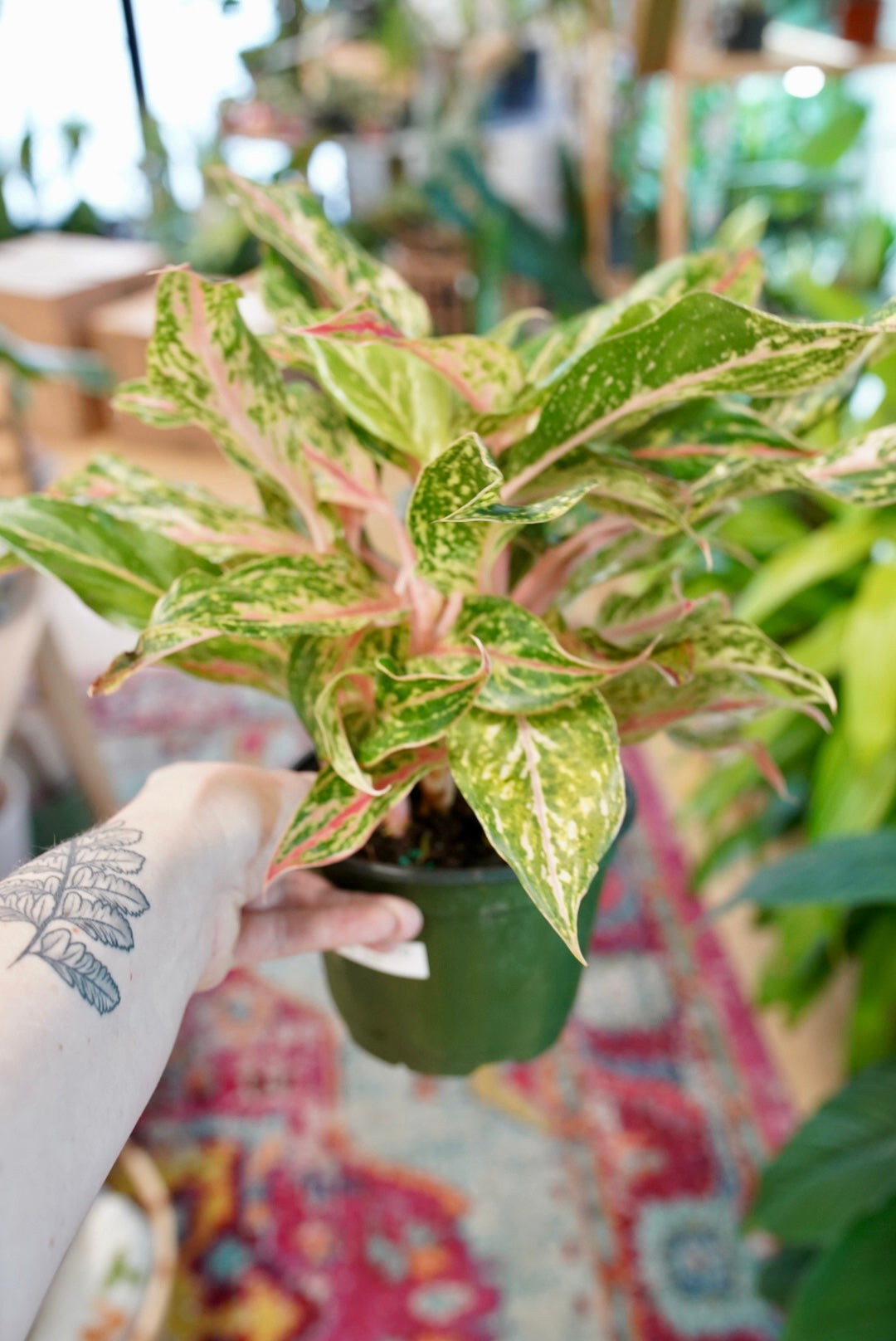 Aglaonema Sparkling Sarah