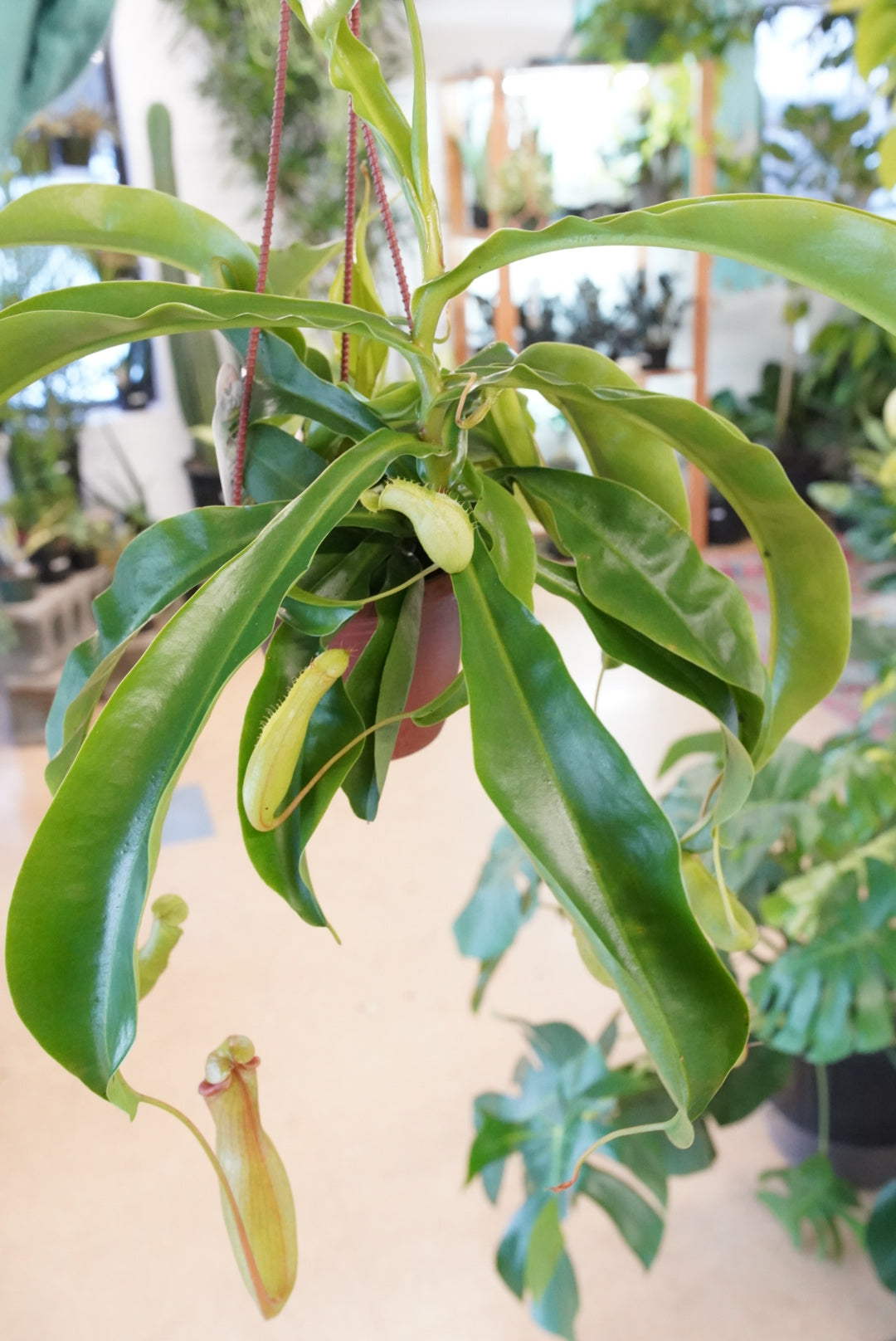 Pitcher Plants (Nepenthes)