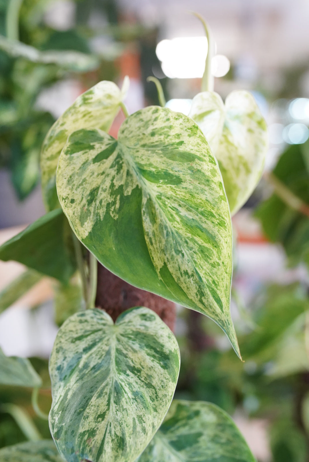 Variegated Philodendron hederaceum (Heartleaf Philodendron)