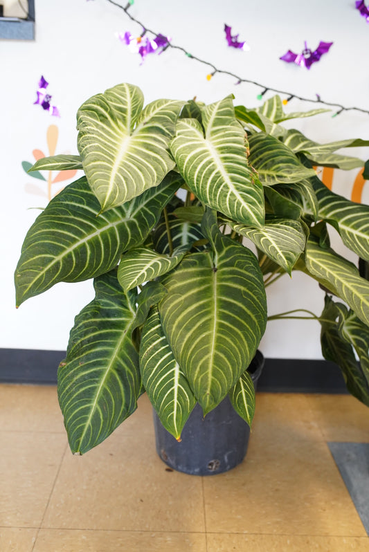 Xanthosoma Lindenii ‘Magnificum’
