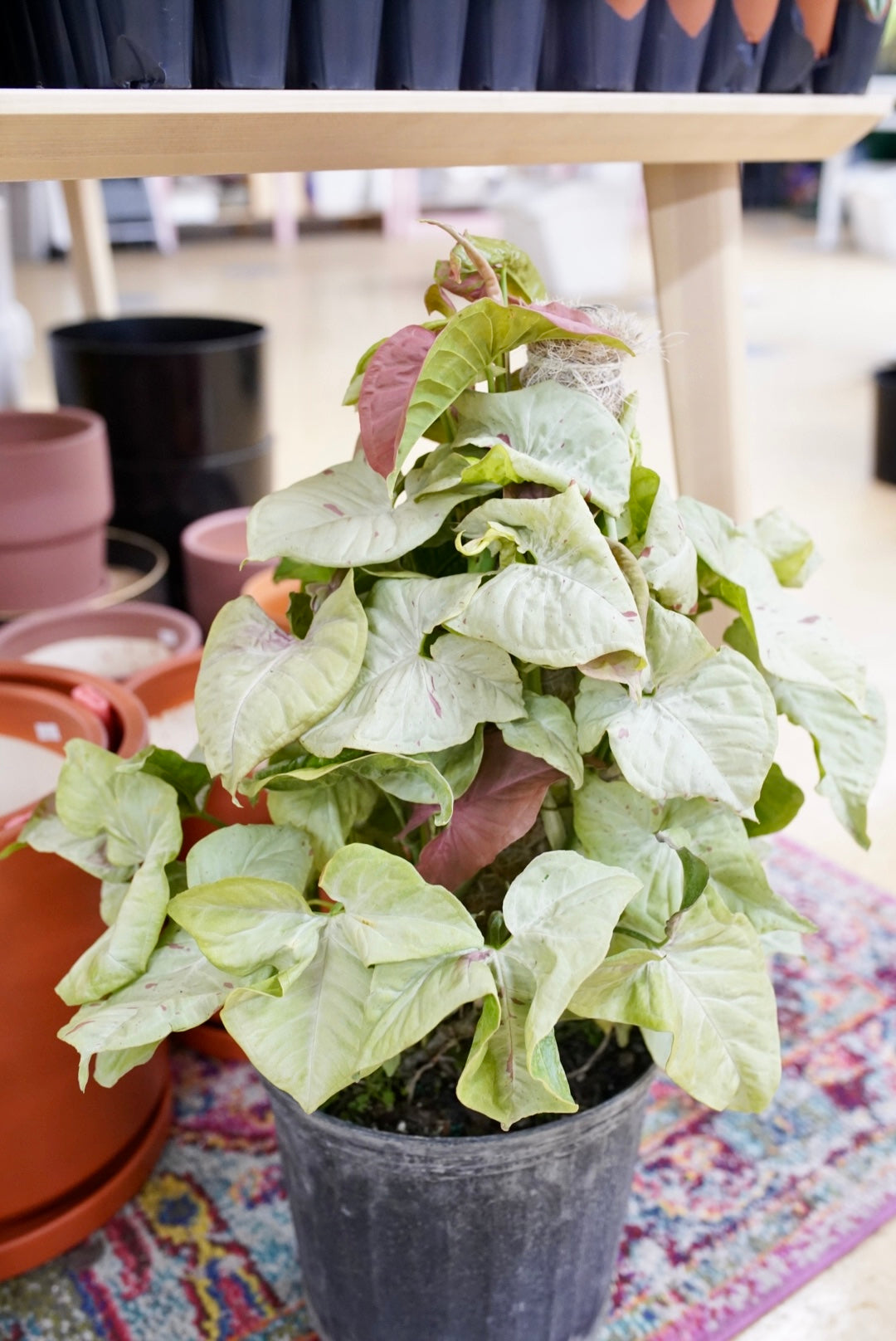 Syngonium podophyllum 'Milk Confetti'