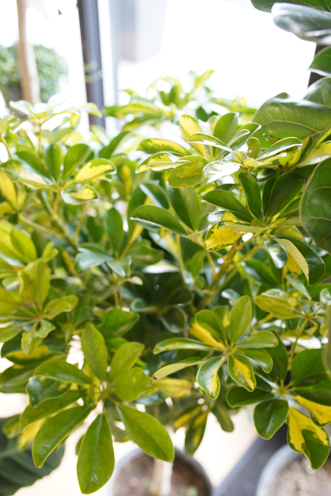 Schefflera arboricola 'Gold Capella Bush'
