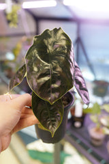Alocasia Azlanii