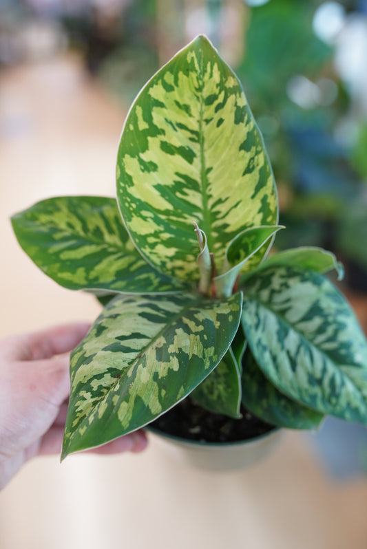 Homalomena Camoflauge