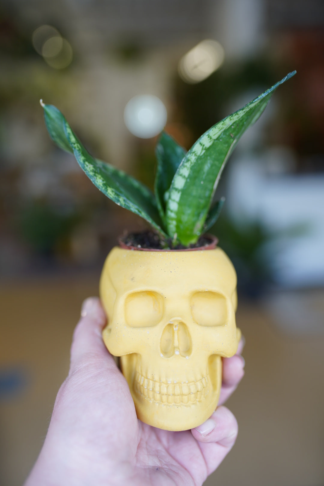 Skull Planter