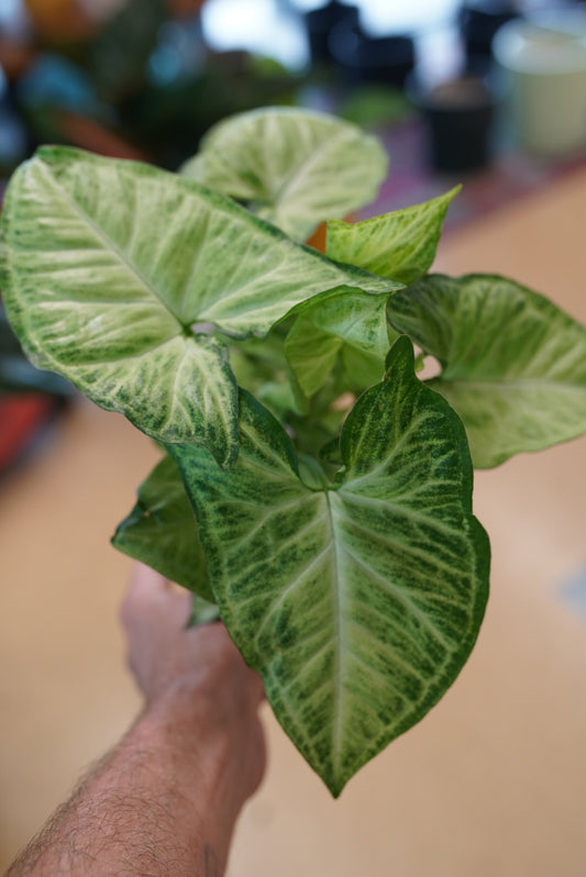 Syngonium podophyllum 'White Butterfly'