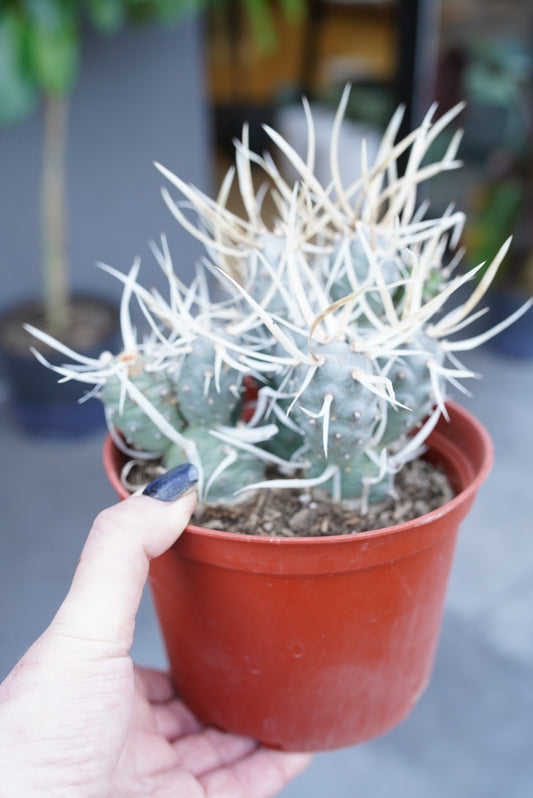 Tephrocactus articulatus (Paper Spine Cactus)