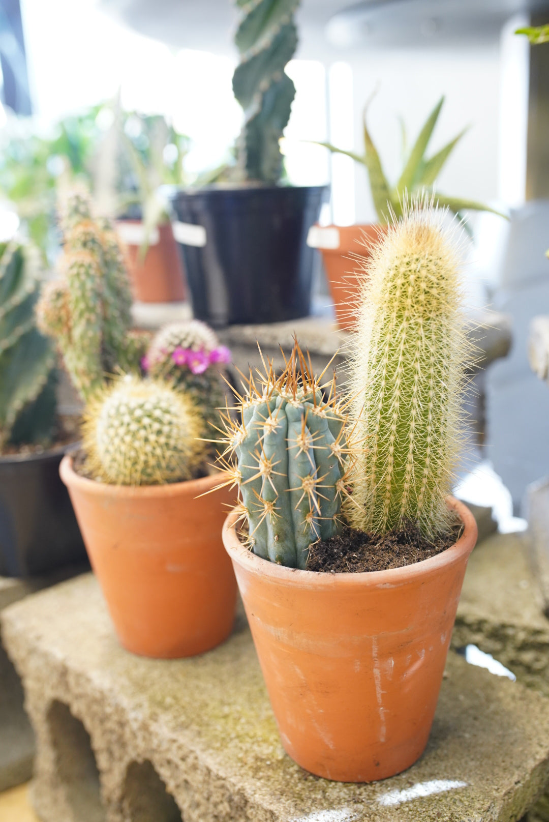 Clay Cactus Garden