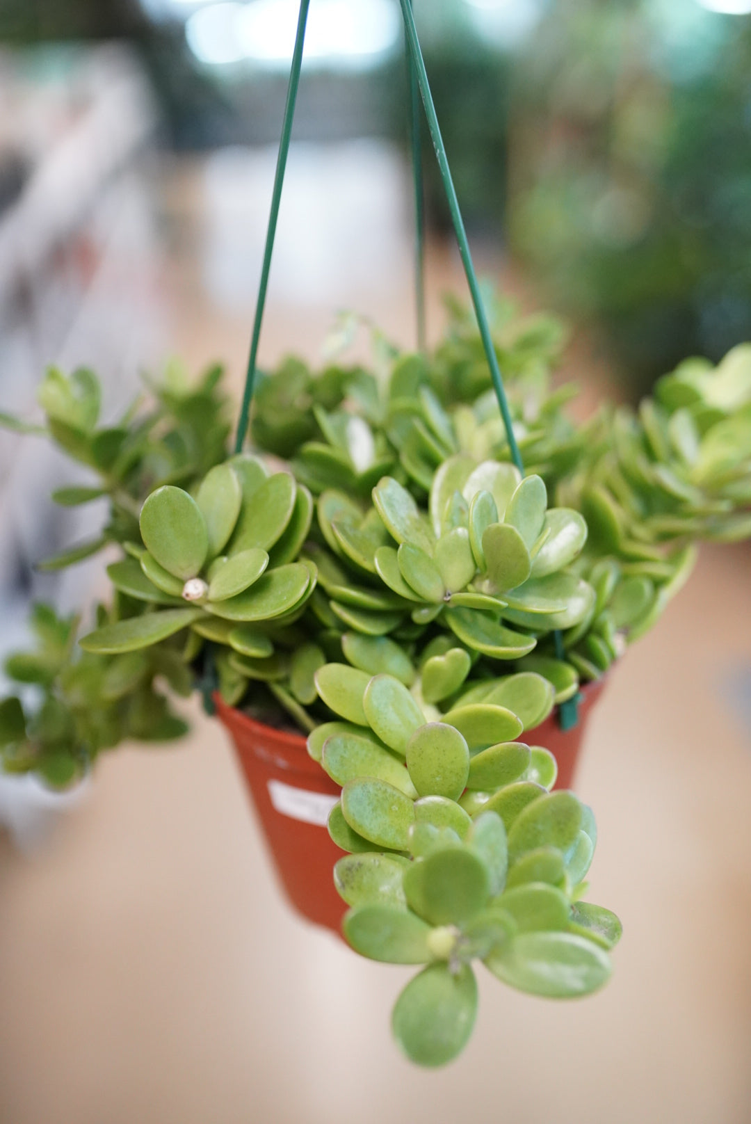 Senecio jacobsensii-Trailing Jade
