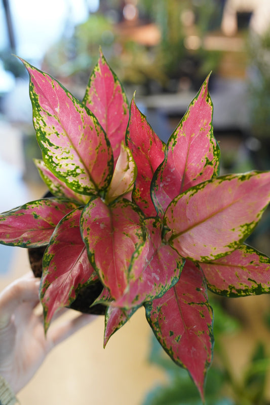 Aglonema A028
