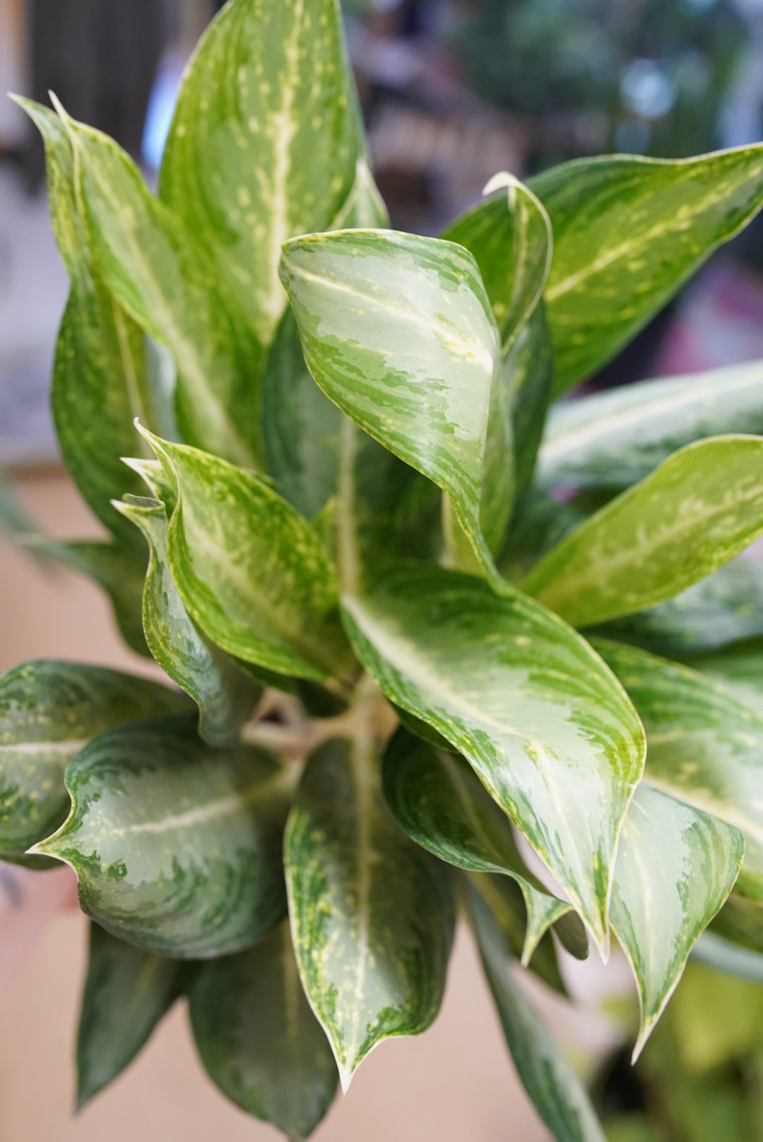 Aglaonema Golden Bay