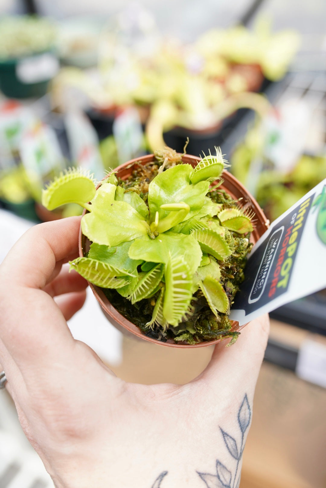 Venus Flytrap (Carnivorous plant)