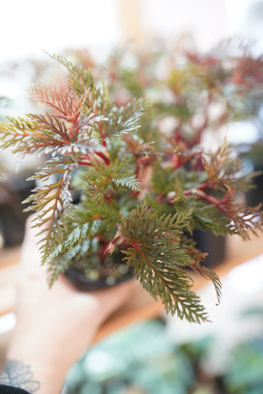 Begonia Bipinnatifida