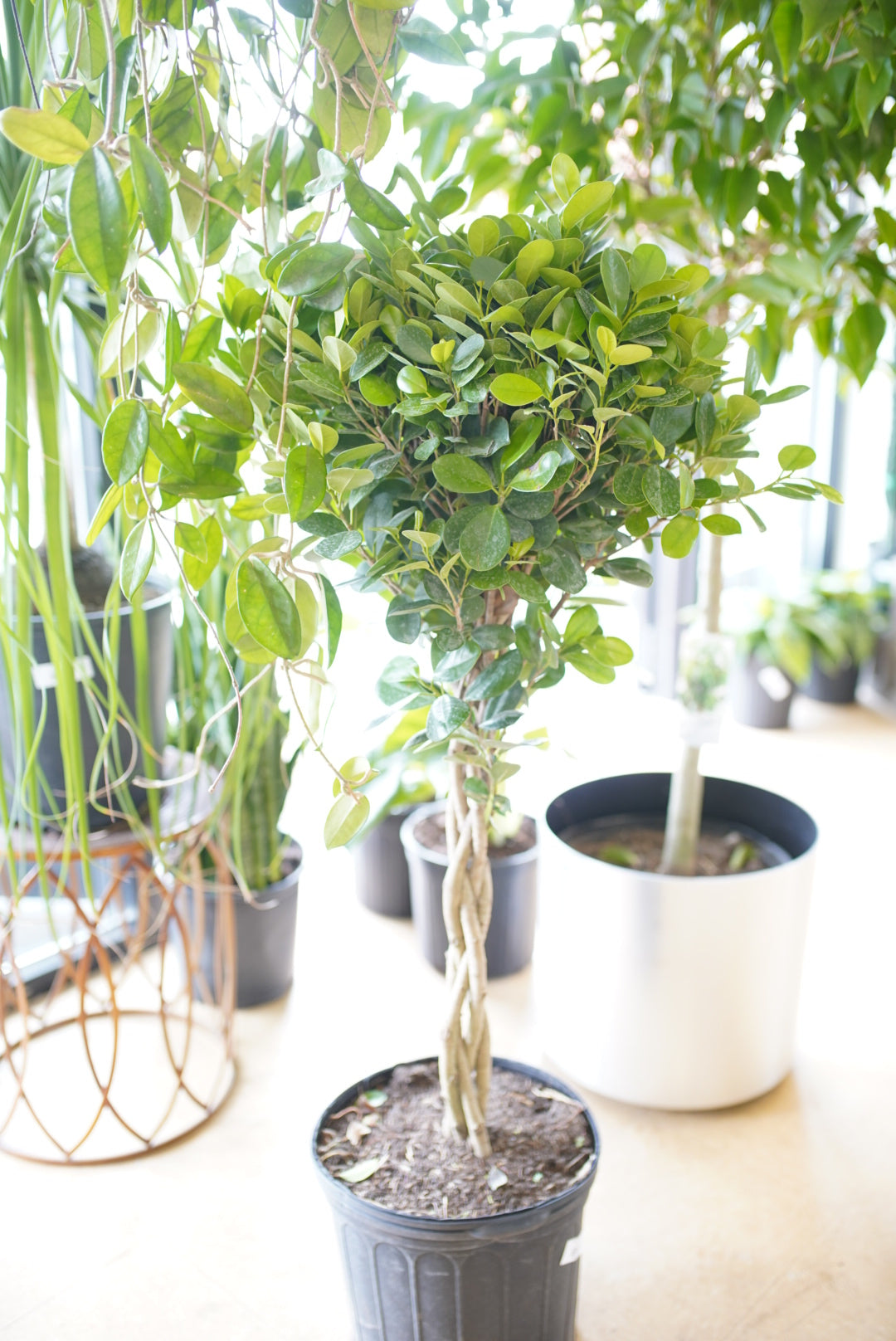 Ficus benjamina