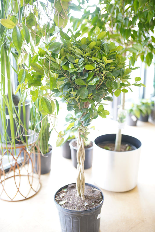 Ficus benjamina