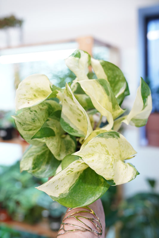 Epipremnum Aureum ‘Manjula' Pothos