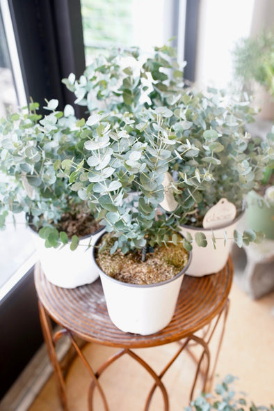 Glacier Eucalyptus