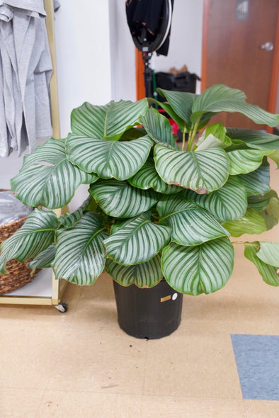 Calathea Orbifolia
