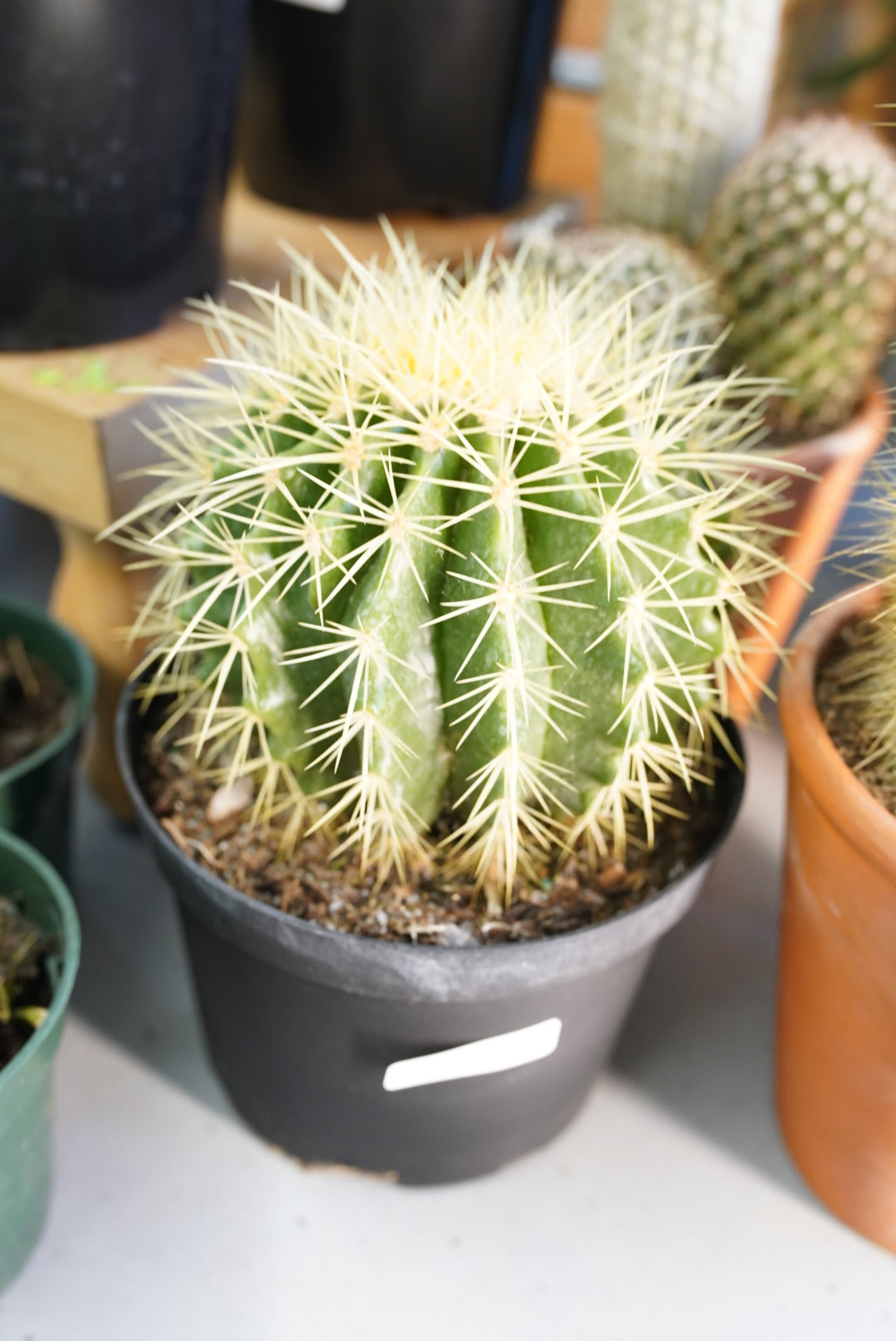 Golden Barrel Cactus