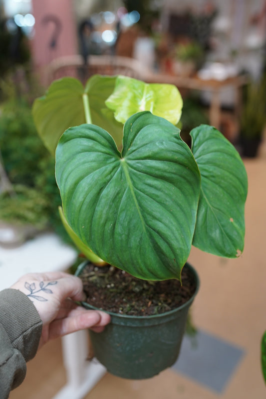 Philodendron Peltatum