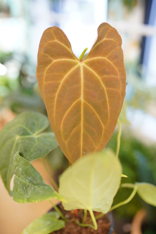 Anthurium Red Crystal x Crystallinum
