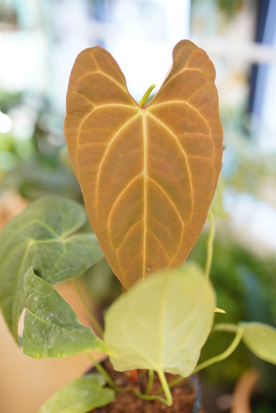 アンスリウム　Anthurium \