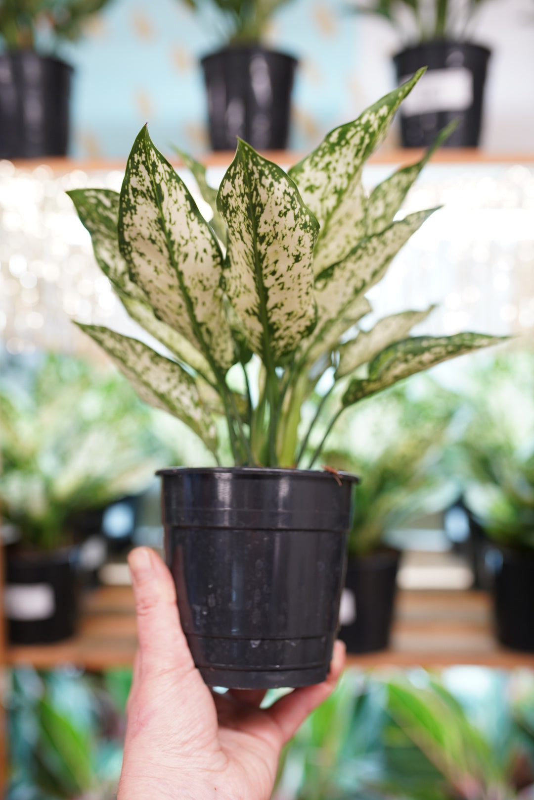 Aglaonema (Chinese Evergreen) 'Spring Snow'
