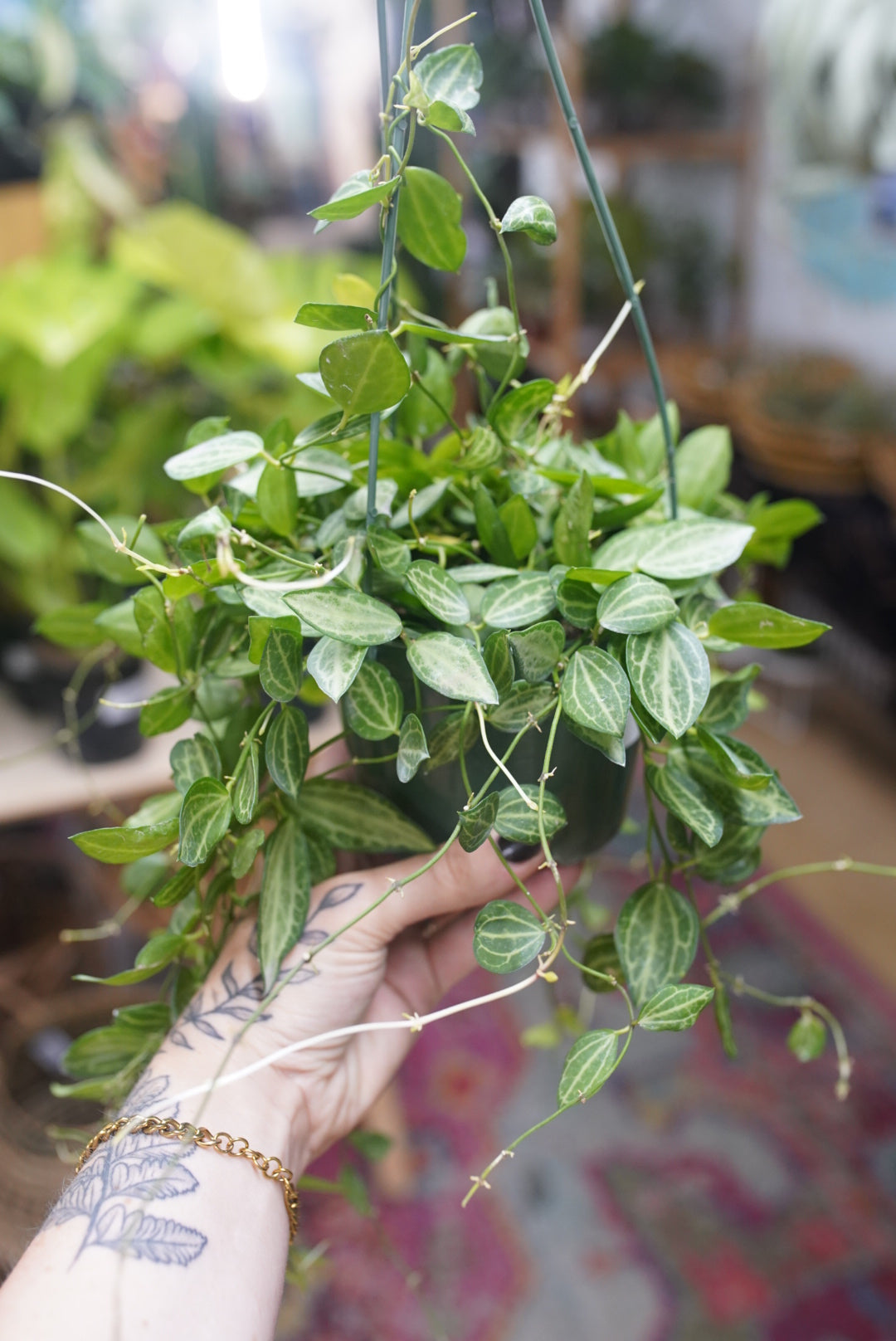 TRAILING & VINING PLANTS – Ruby Flora Plant Shop