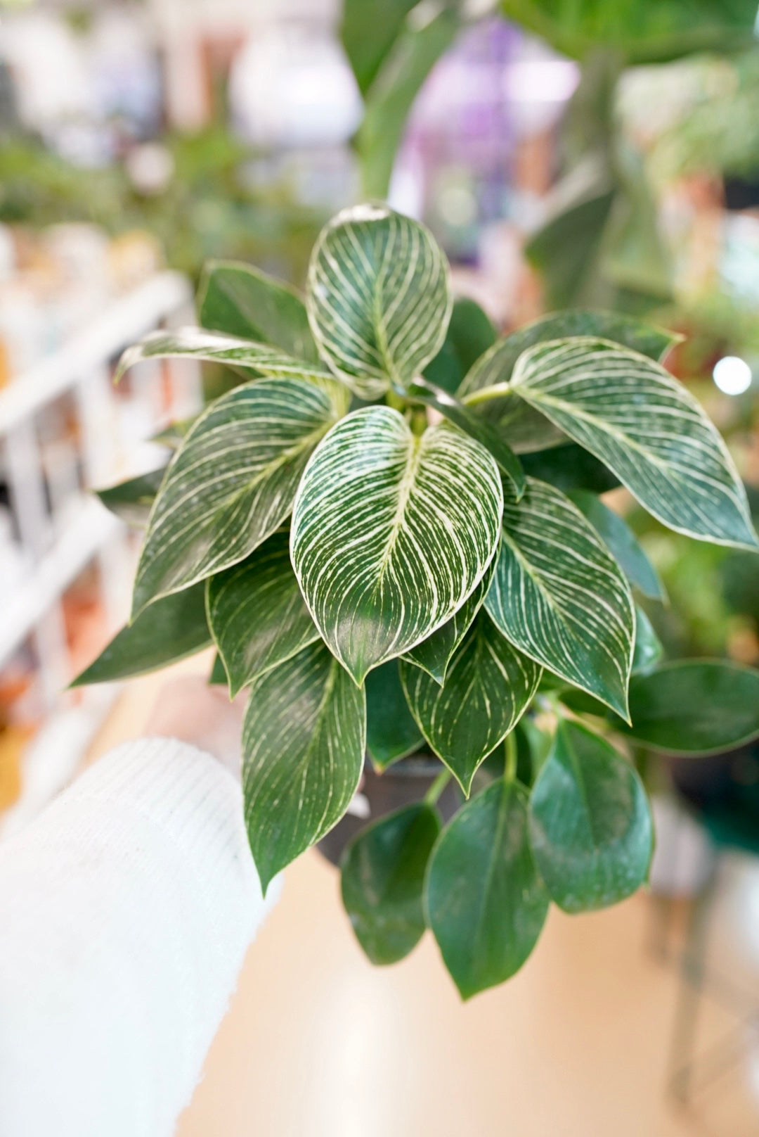 Philodendron Birkin
