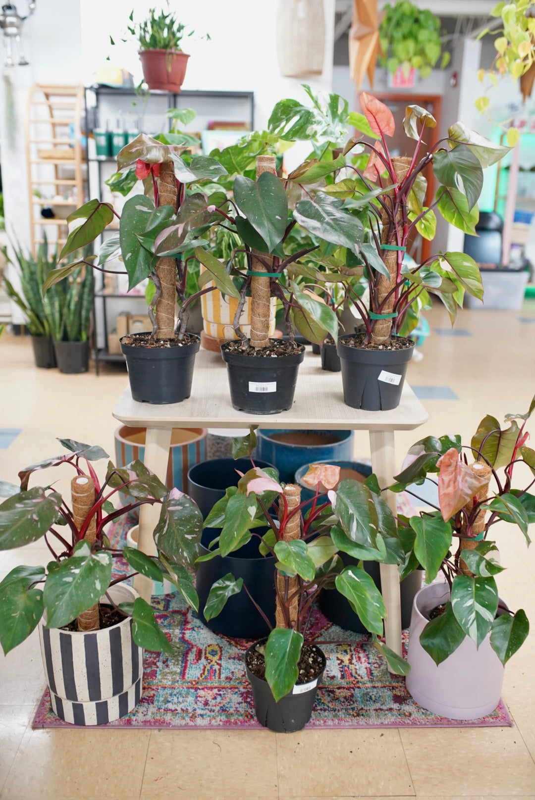 Philodendron 'Pink Princess' Marble King